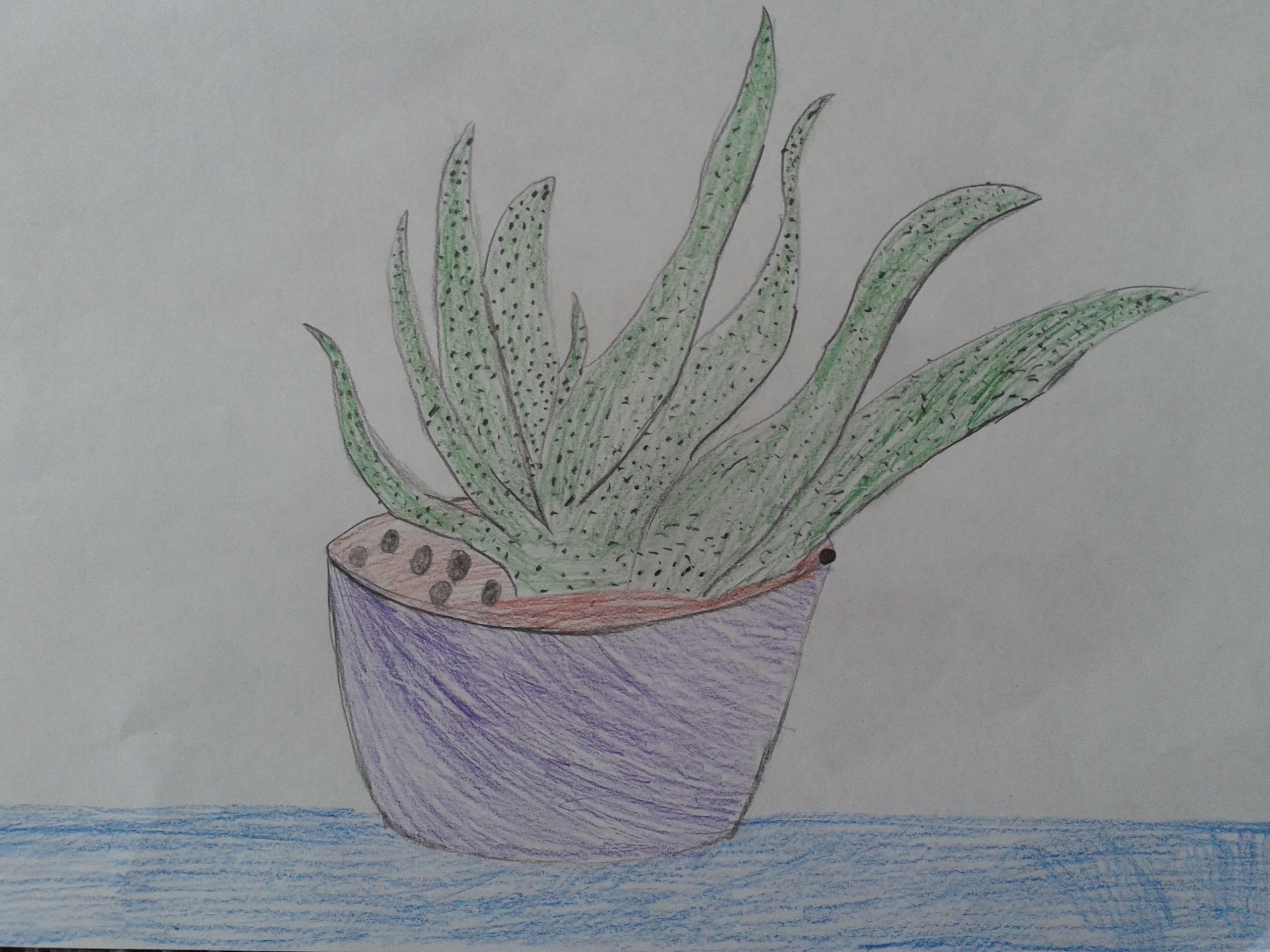 Рисование алоэ. Алоэ карандашом. Рисование в средней группе комнатные растения алоэ. Алоэ в горшке рисование в средней группе. Алоэ рисунок.