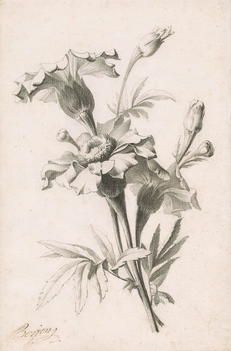 Ботанический рисунок карандашом