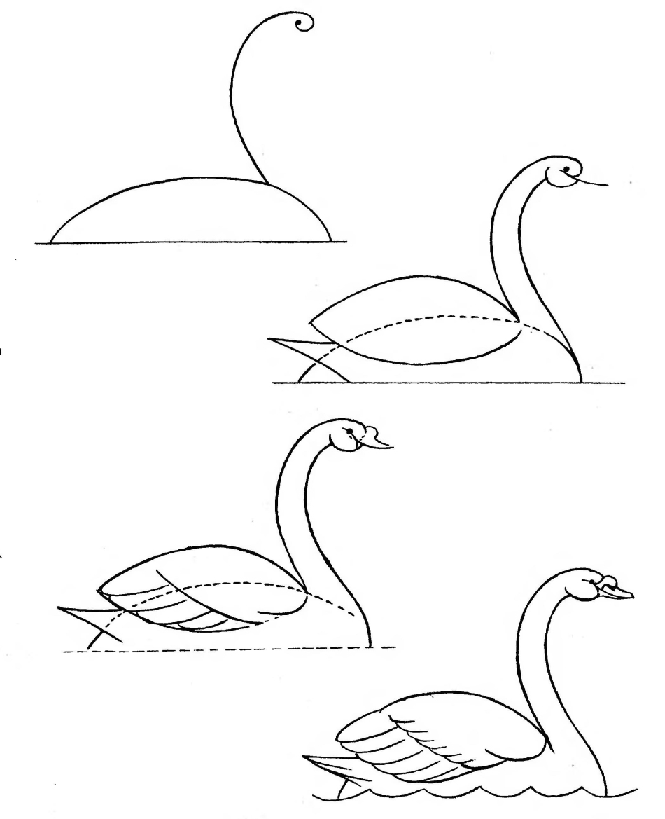 Как нарисовать лебедя карандашом поэтапно для начинающих