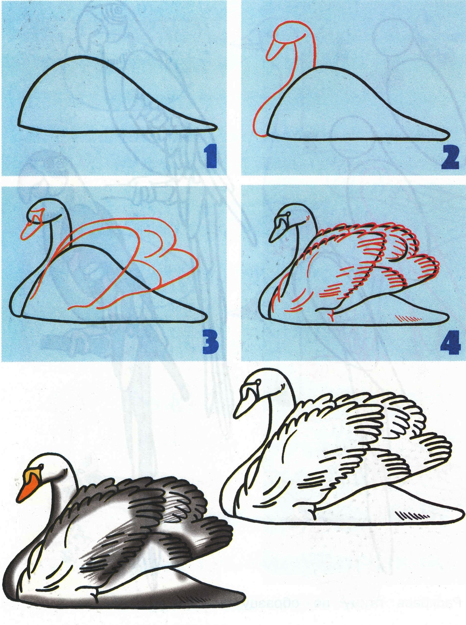 Уроки живописи — Как нарисовать лебедя карандашом поэтапно