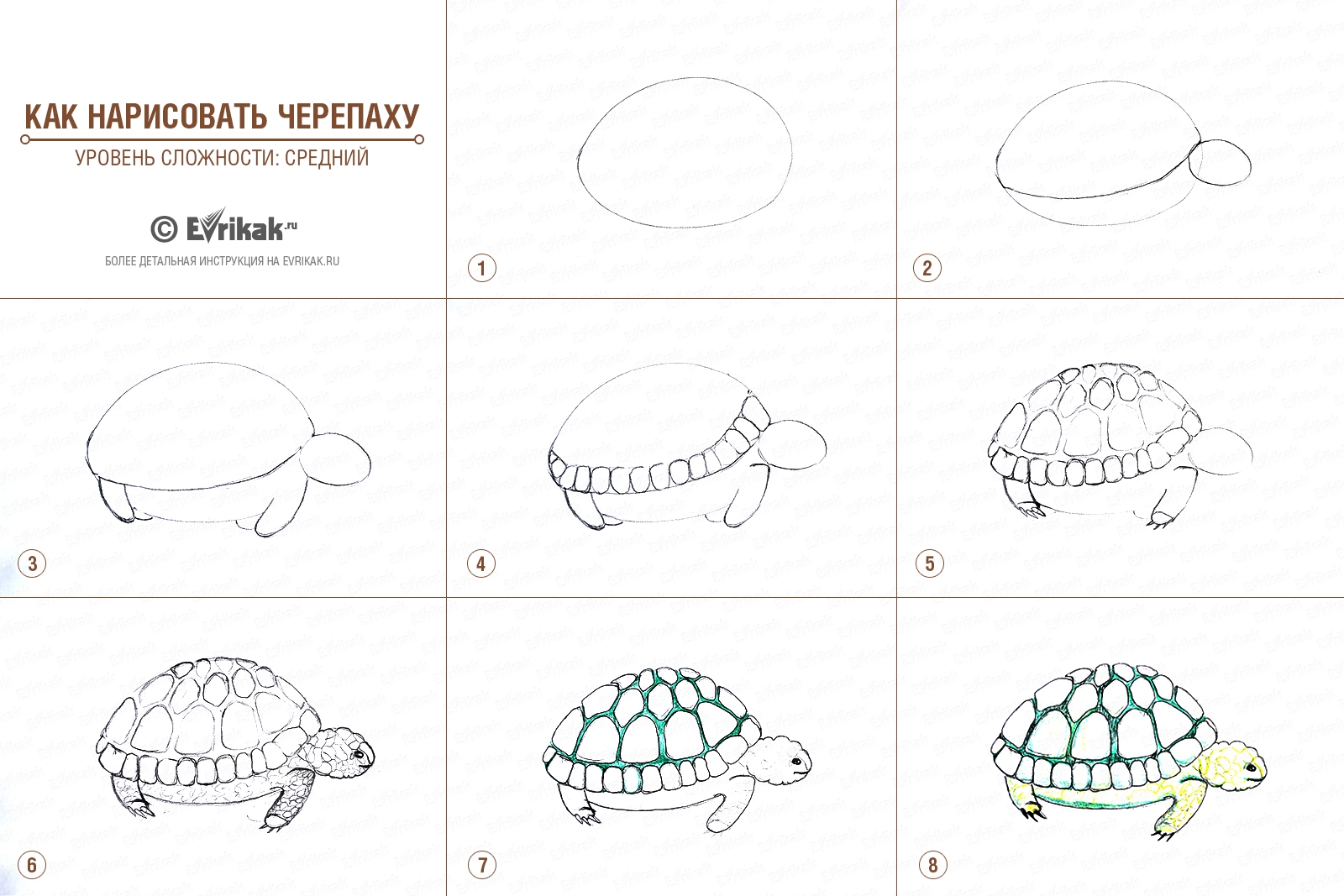 Как рисовать черепаху