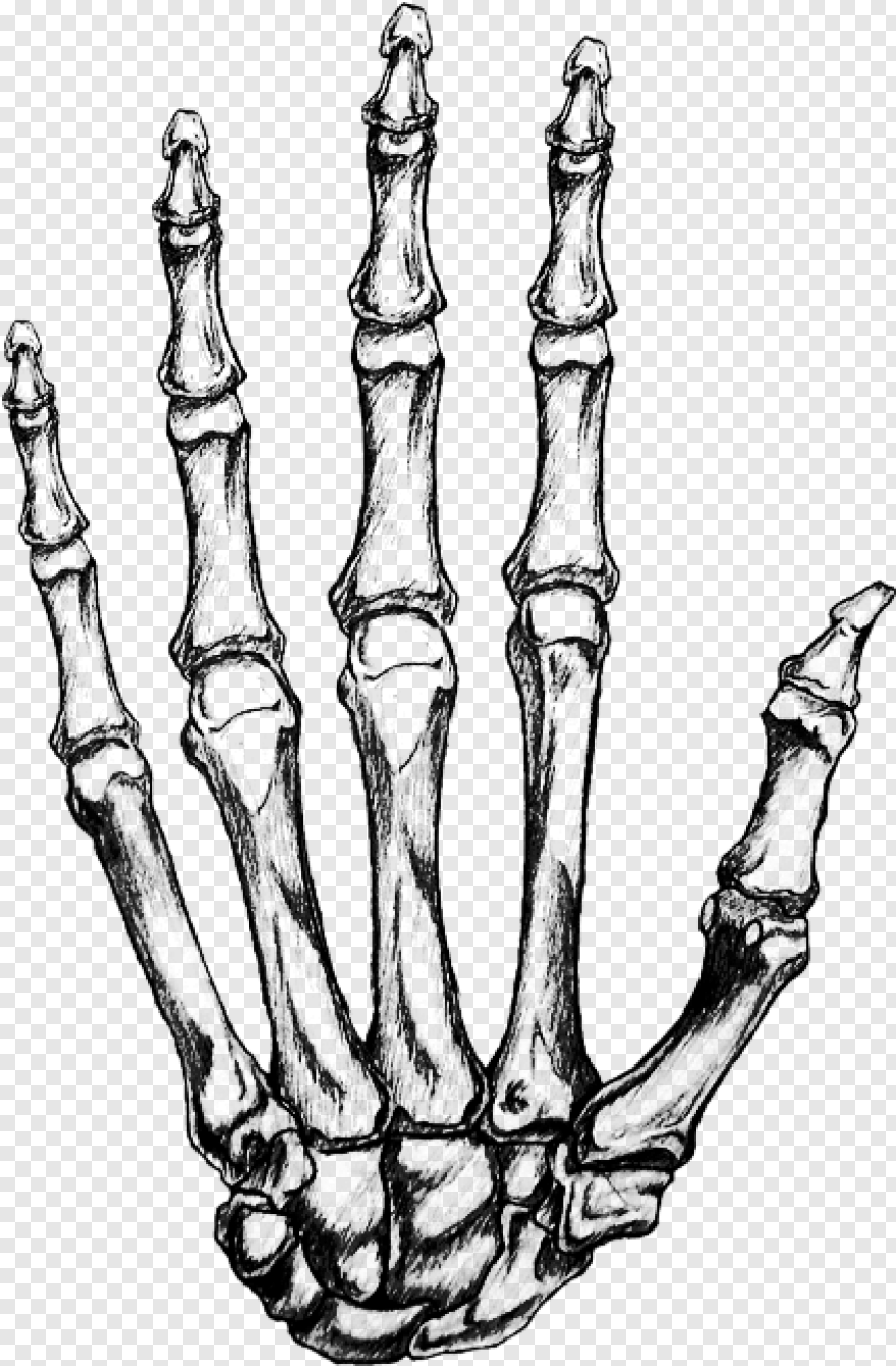 Скелет кисти руки человека рисунок - 66 фото