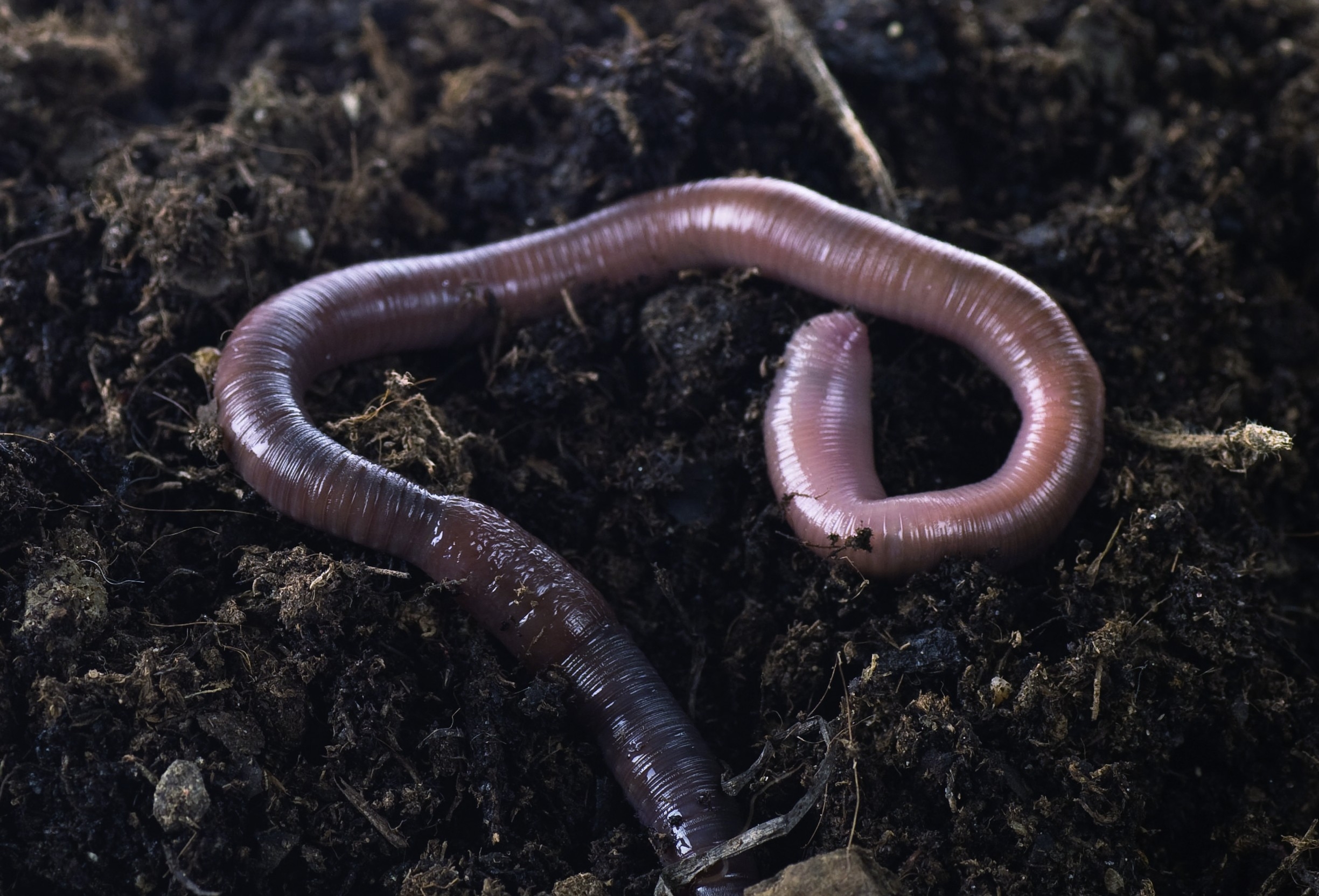 Черви это. Малощетинковые черви (дождевой червь). Земляной кольчатый червь Палус. Обыкновенный дождевой червь. Личинка малощетинковых червей.