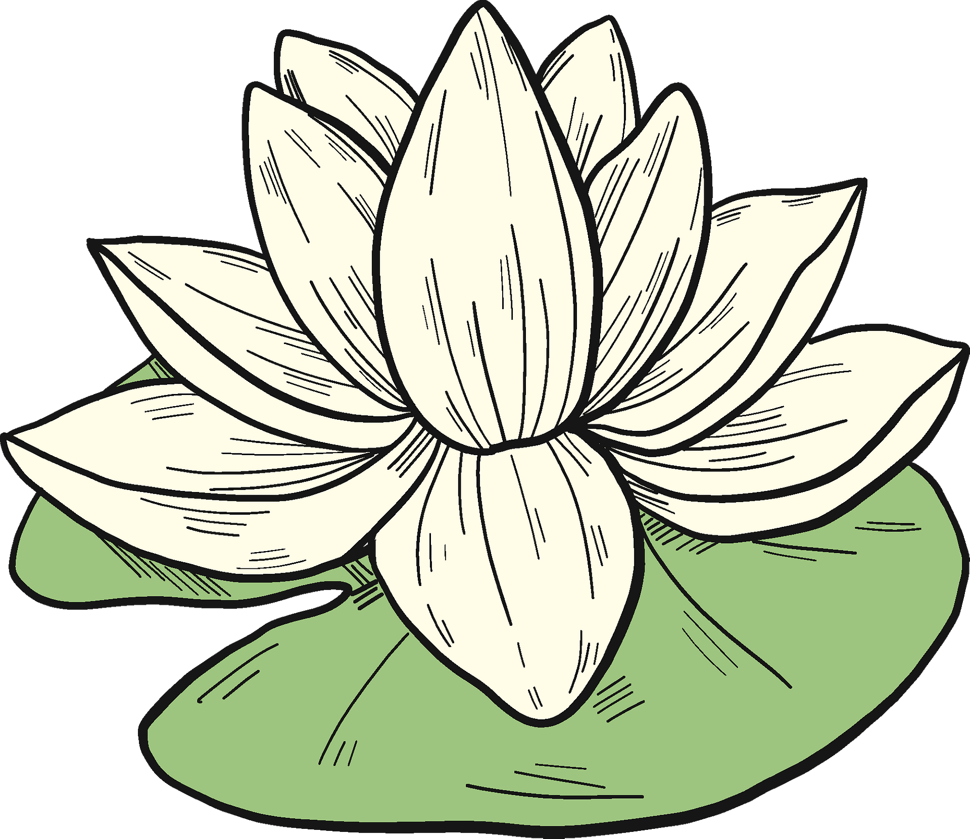 цветок рисунок кувшинка