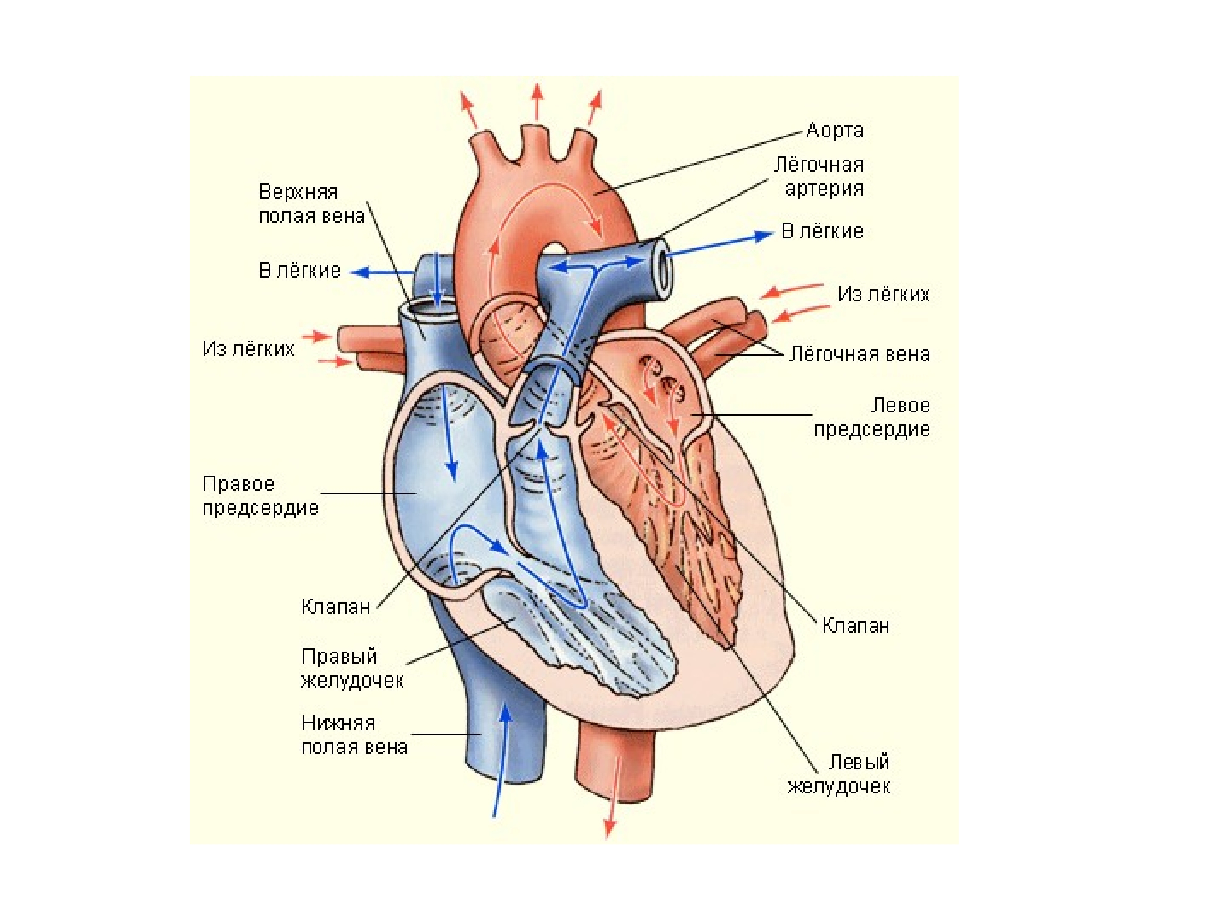 Какая структура сердца человека изображена на рисунке. Строение сердца с обозначениями. Схема внутреннего строения сердца. Анатомическое строение сердца человека. Строение сердца человека схема 8 класс.