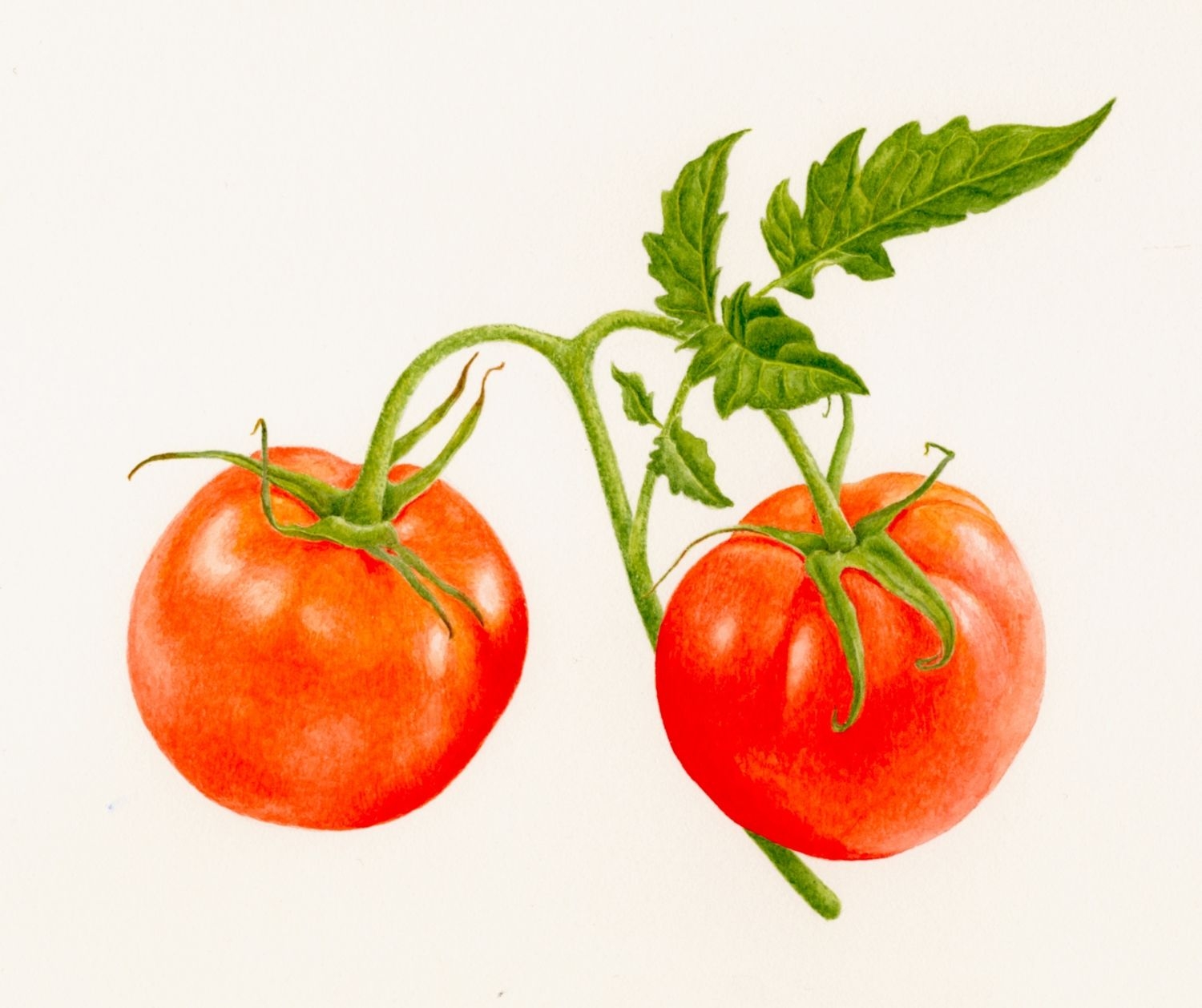 картинки помидора для детского сада