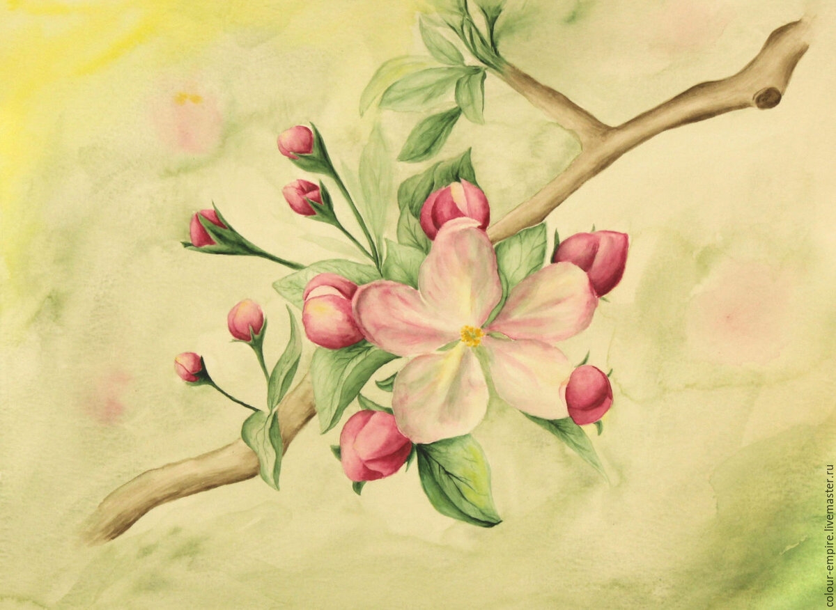Цветущая яблоня рисунок - 72 фото