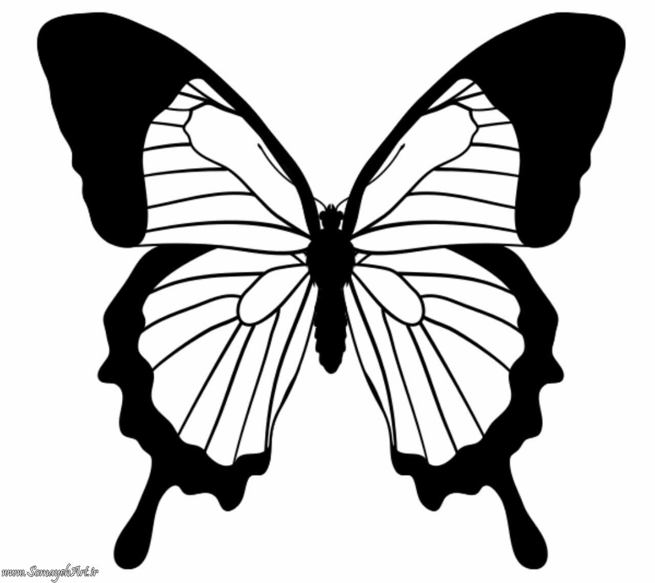 Распечатки бабочек черно. Бабочка рисунок. Бабочка черно белая. Черно белые бабы. Трафареты бабочки.