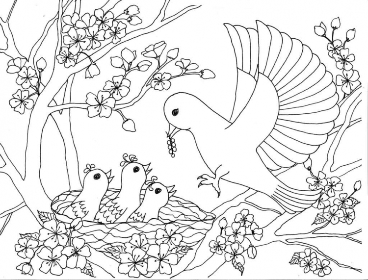 Раскраски для детей птички