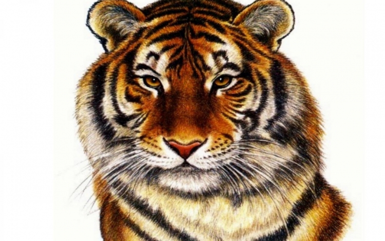 Морда тигра рисунок для детей