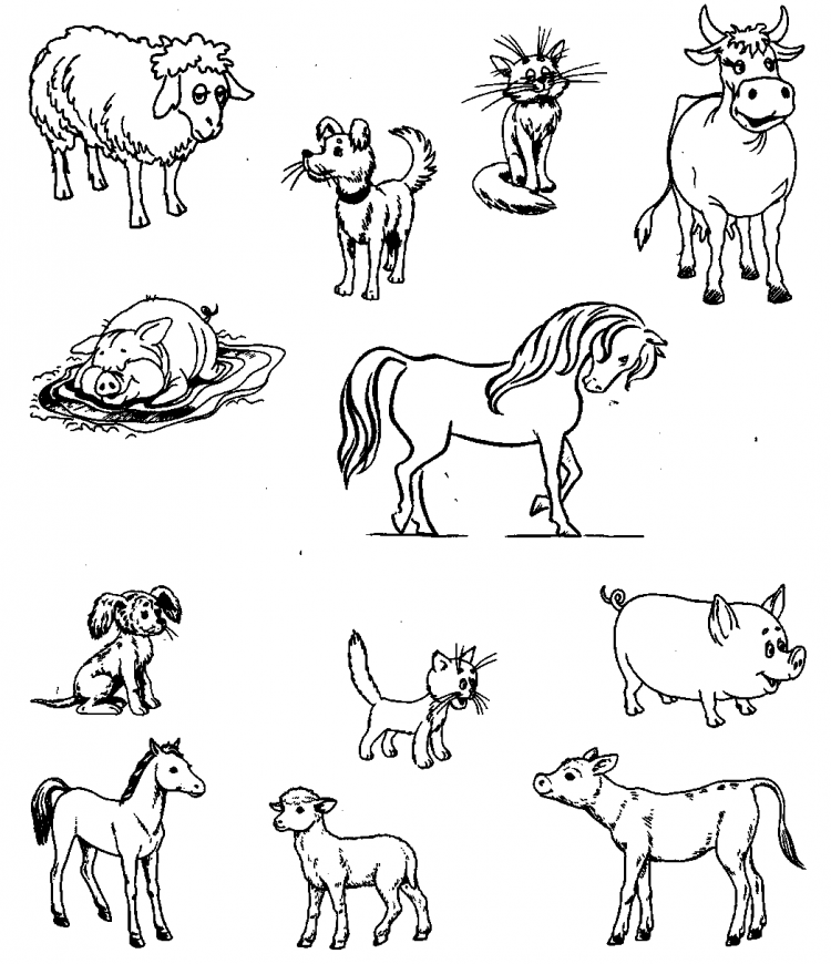 Картинки раскраски домашние животные (53 фото)