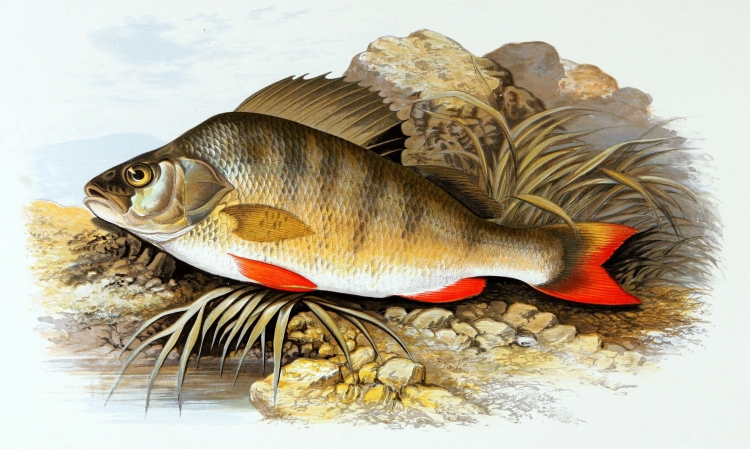 Вид окунь Речной - perca fluviatilis