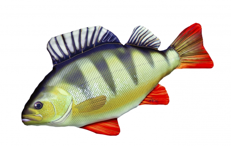 Окунь морской красный