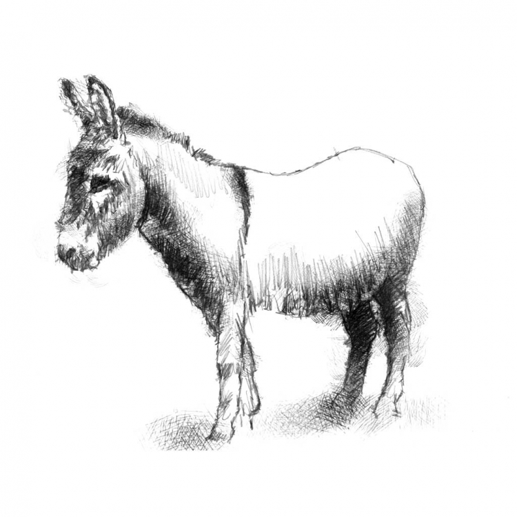 Ослиная голова