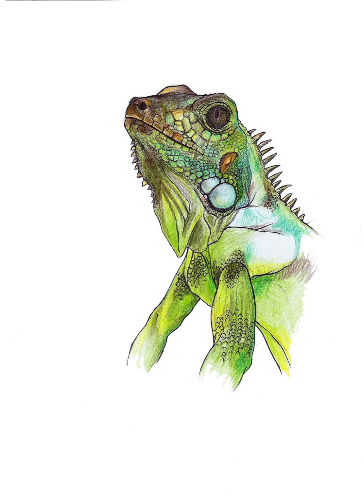 Iguana рисунок