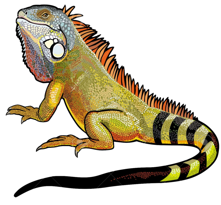 Игуана рисунок карандашом
