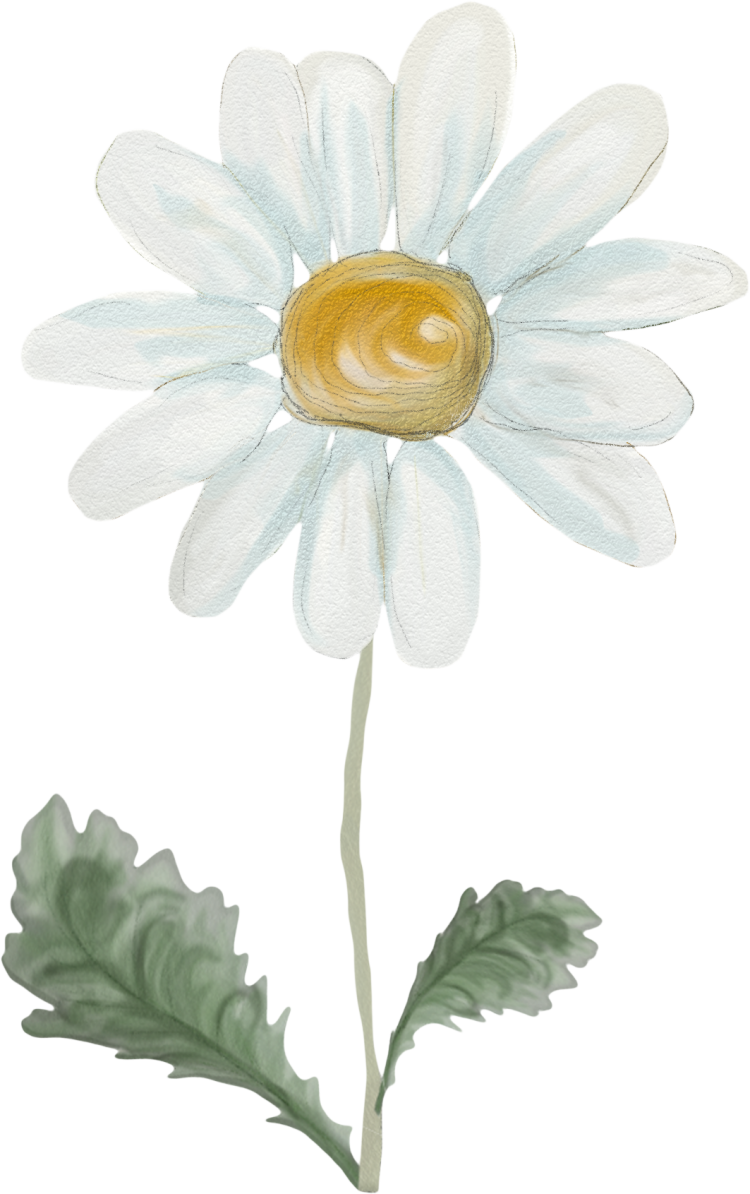Ромашка рисунок
