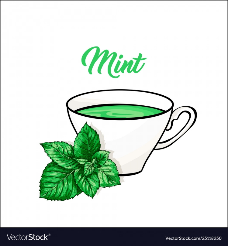 Веточка мяты вектор
