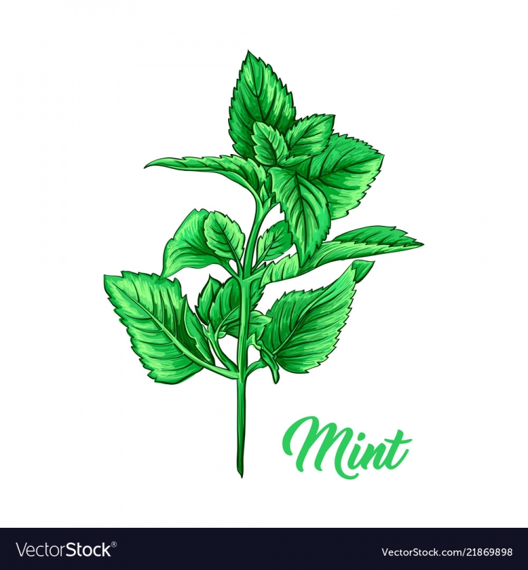 Листочек мяты арт