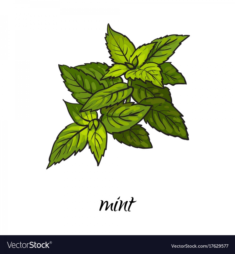 Мята перечная вектор
