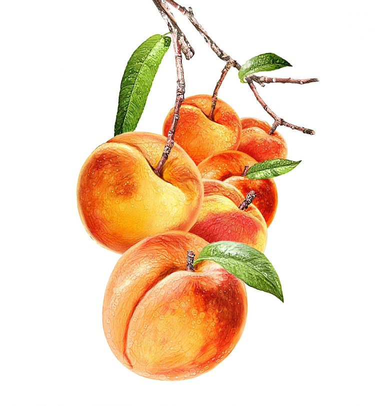 Персик рисунок для детей