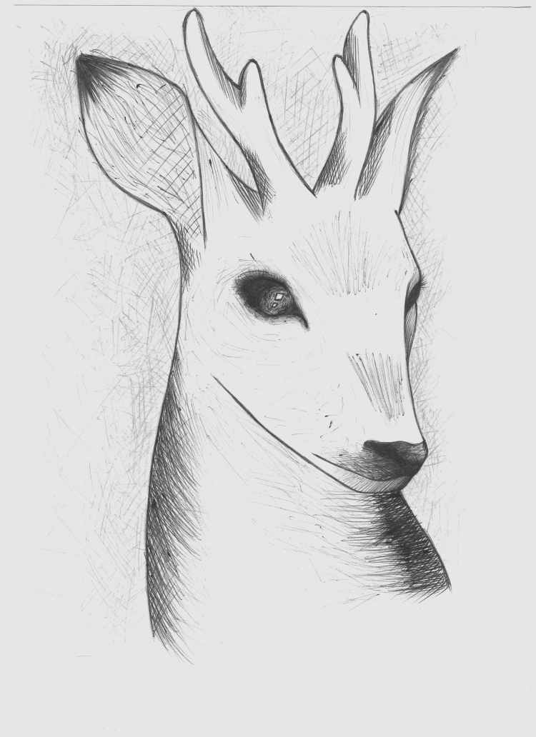 Косуля карандашом