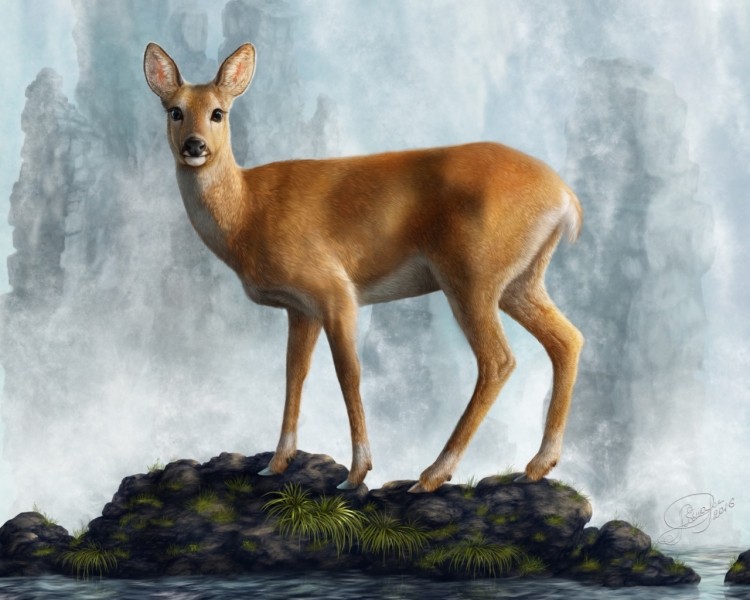 Косуля рисунок