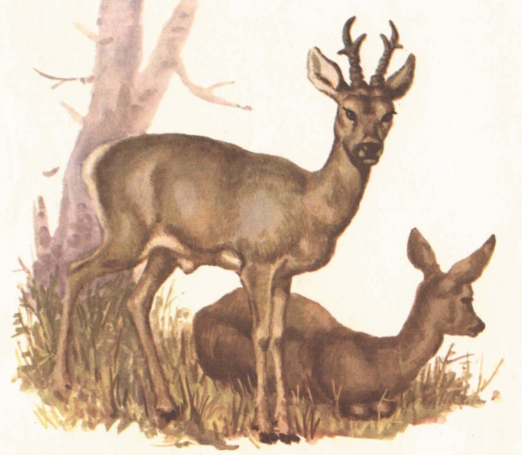 Косуля рисунок