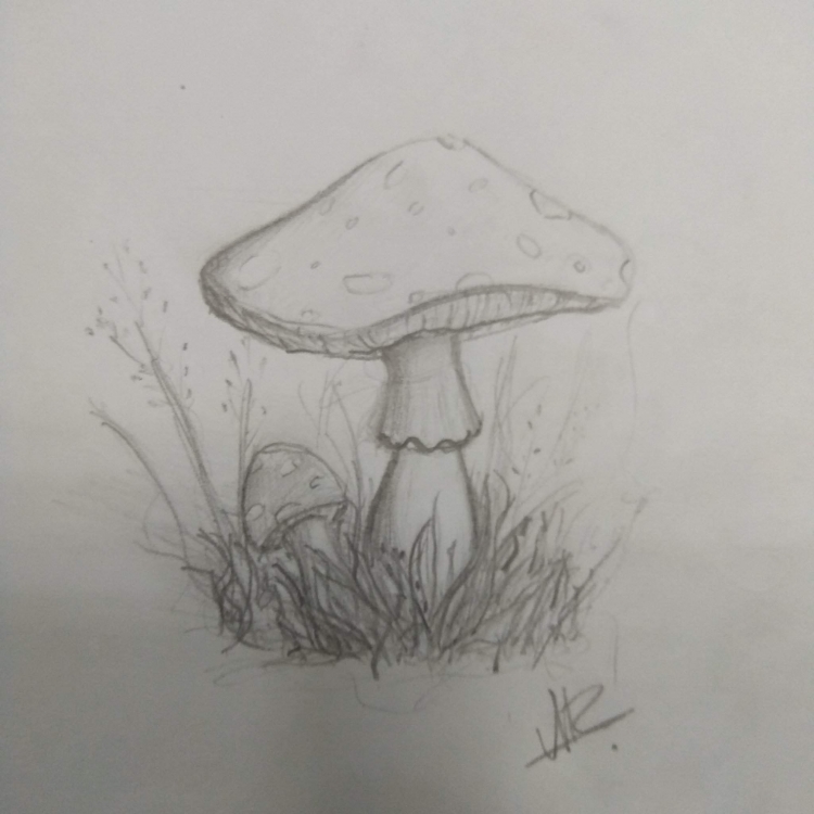 Легкие рисунки грибов