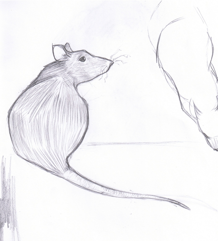 Простой рисунок крысы