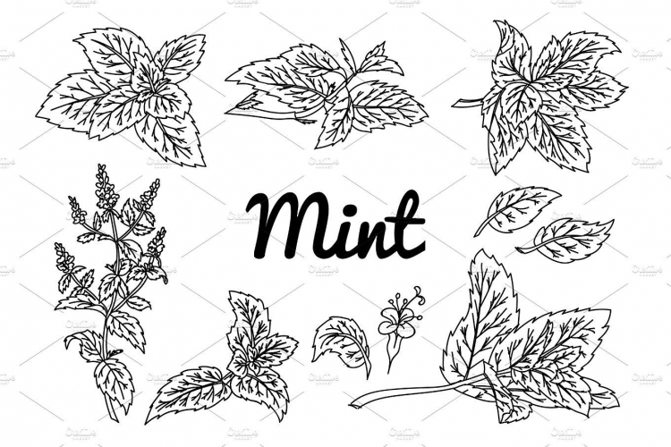 Лист мяты чб