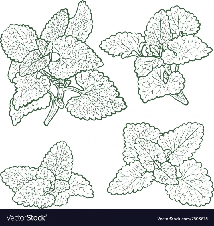 Рисунок мяты