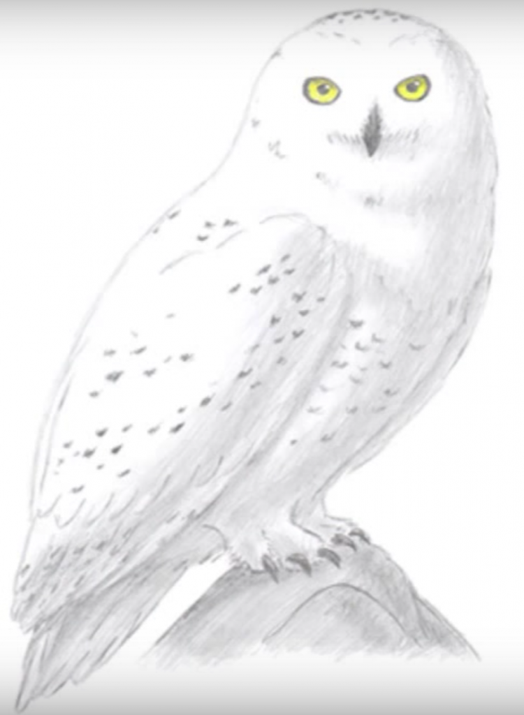 Полярная сова рисунок карандашом