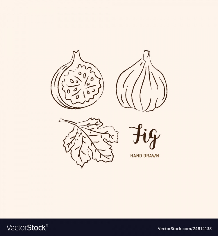 Инжир рисунок вектор