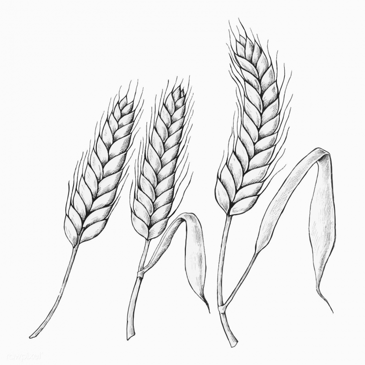 Рисунок колосья пшеницы карандашом