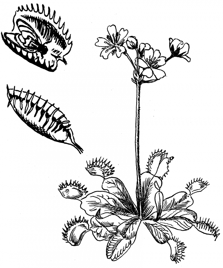 Венерина мухоловка рисунок карандашом