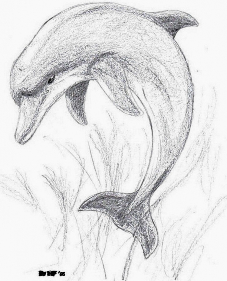 Нарисованный дельфин карандашом