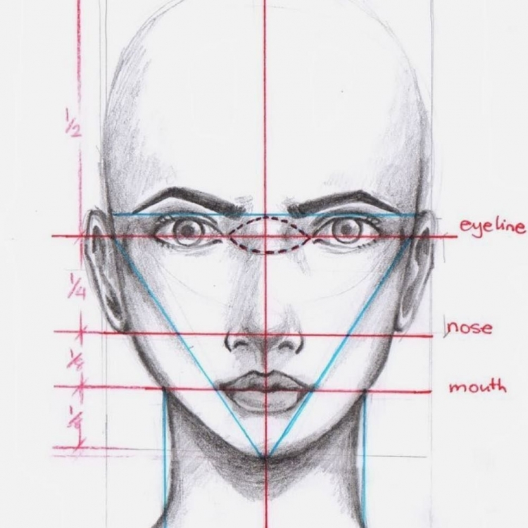 Портрет пропорции лица человека