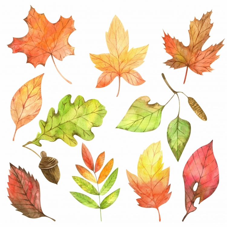 Осенние листья рисунок акварелью
