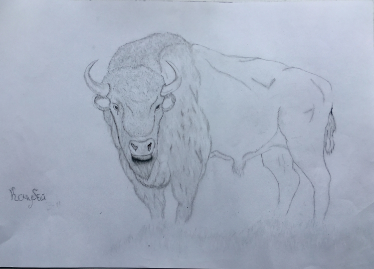 Рисуем зубра