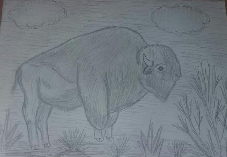 Рисунок зубра для четвёртого класса