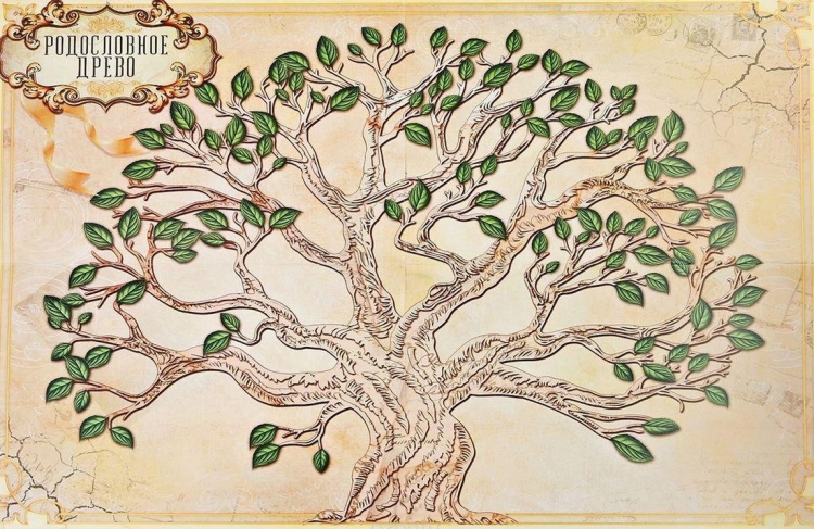 Генеалогическое древо рисунок