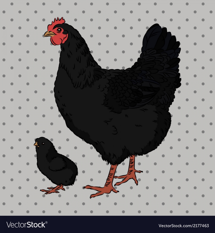 Рисунок черная курица