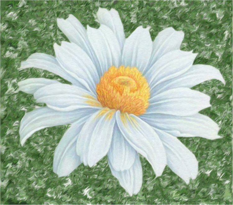 Цветок ромашка рисунок