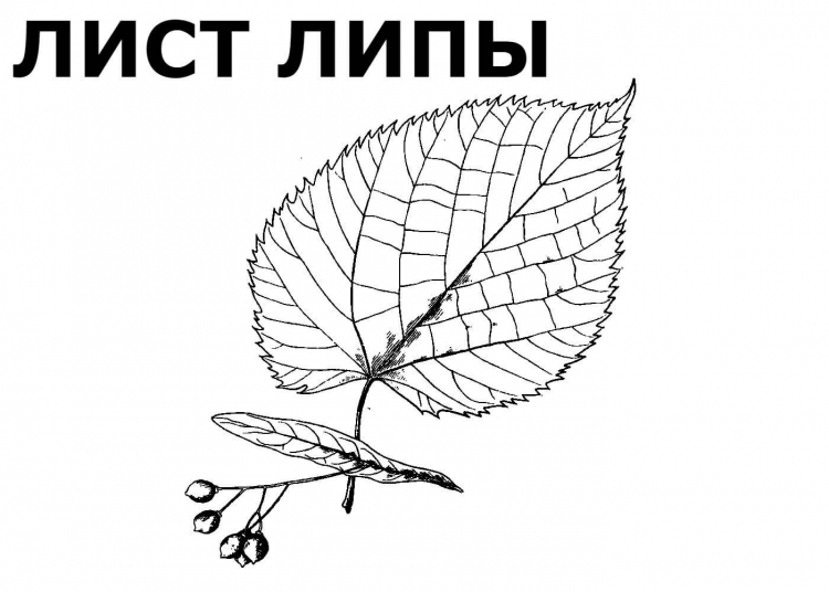 Лист липы раскраска