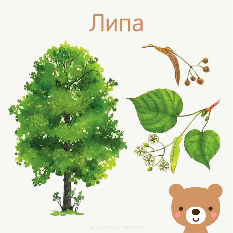 Липа дерево лист плод