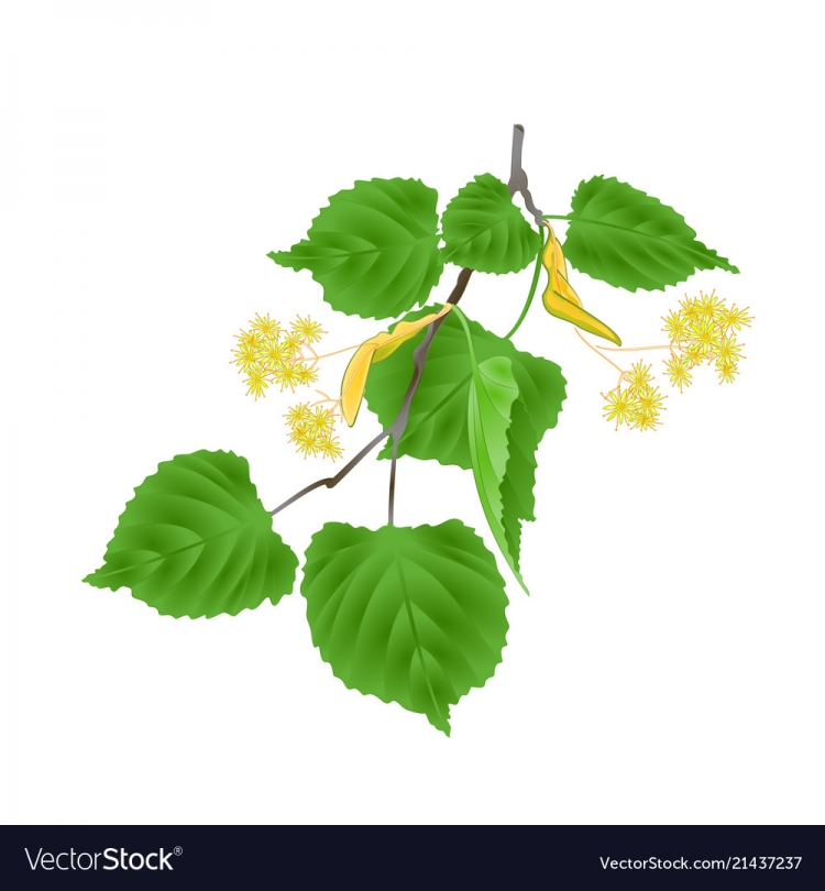 Липа ветка с листьями