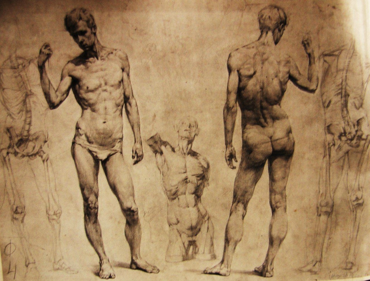 Понятие натура. Контрапост Микеланджело. Аполлон контрапост. Контрапост Академия художеств. Могилевцев анатомия фигуры человека.
