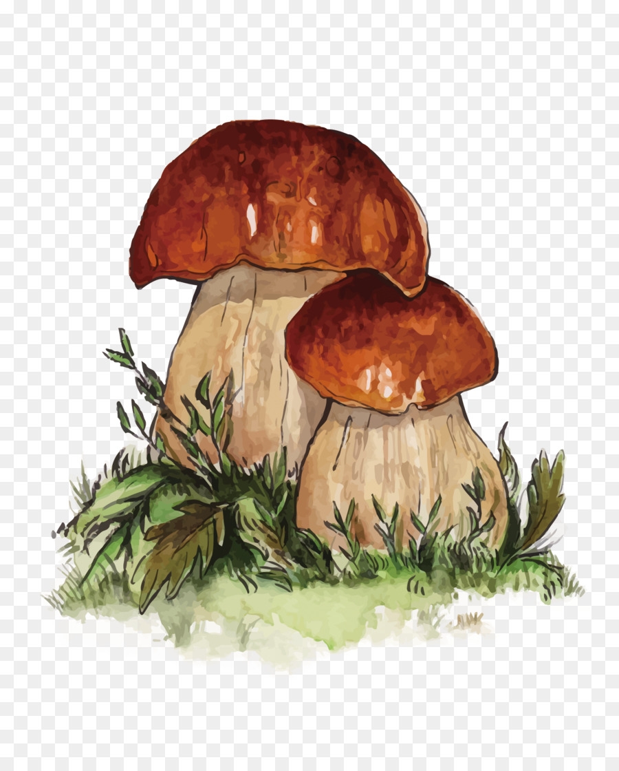 Раскраска грибы боровик 😻 распечатать бесплатно