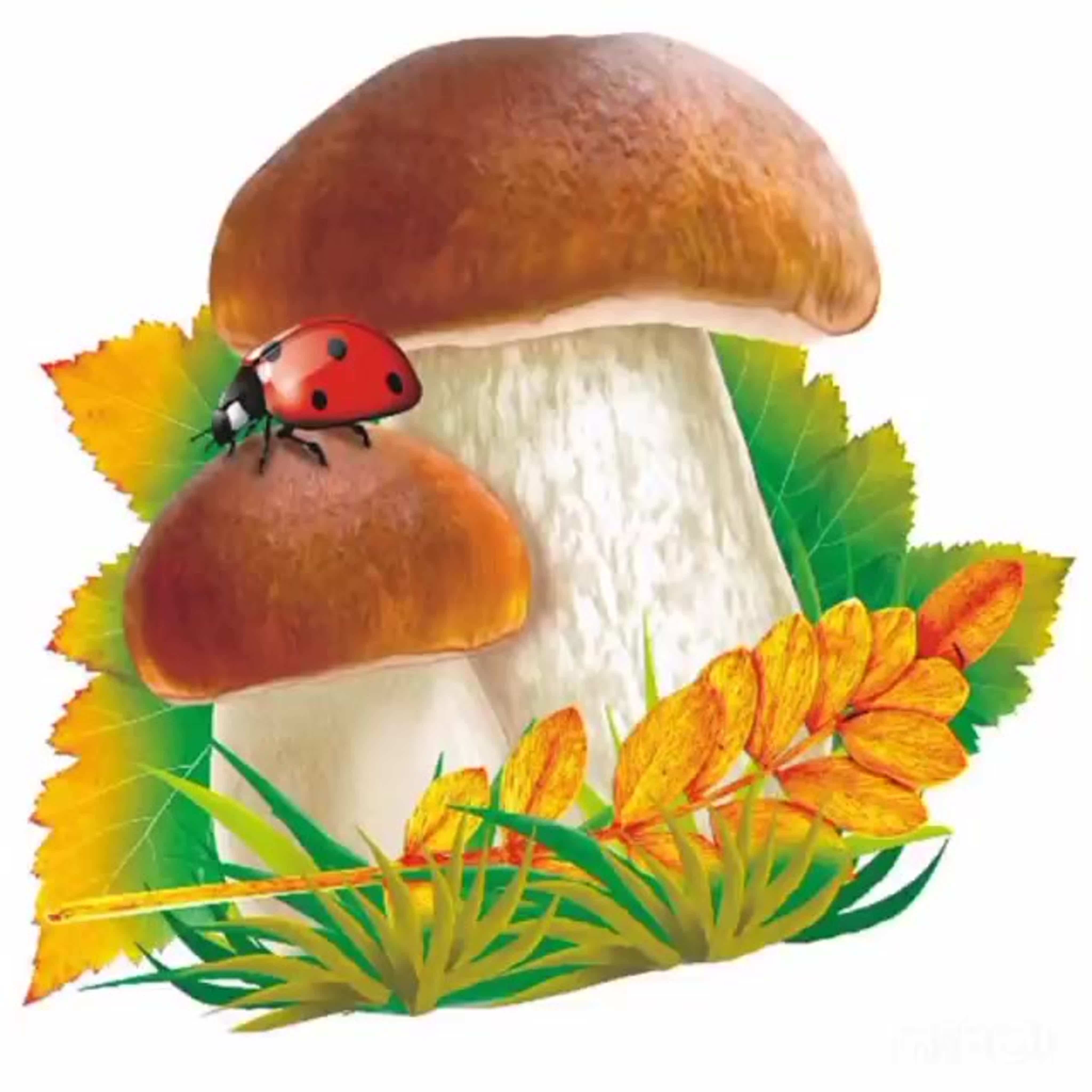 Белый гриб Боровик (99 фото) - 99 фото
